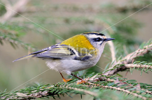 Vuurgoudhaantje (Regulus ignicapillus)