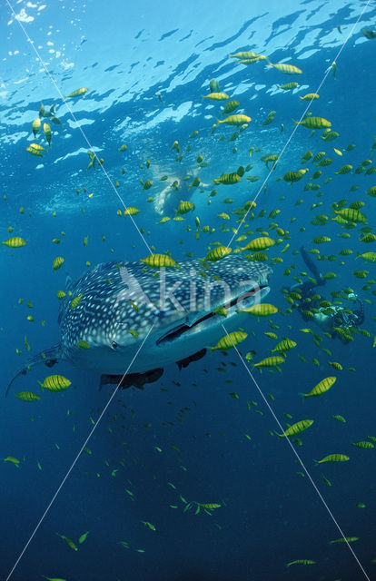 Whale shark (Rhincodon typus)