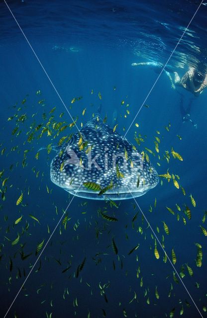 Whale shark (Rhincodon typus)