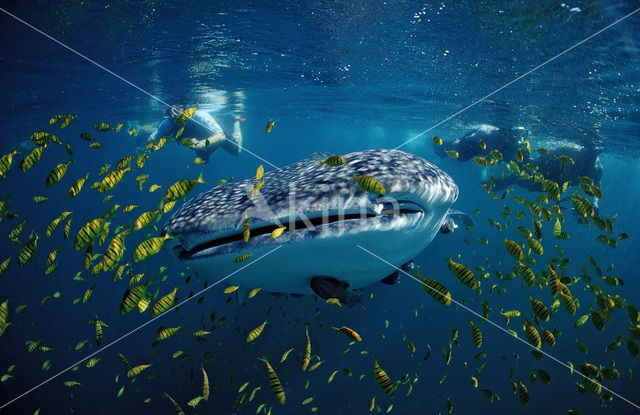 Whale shark (Rhincodon typus)