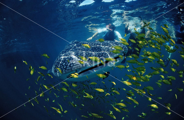 Whale shark (Rhincodon typus)