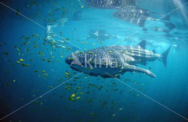 Whale shark (Rhincodon typus)