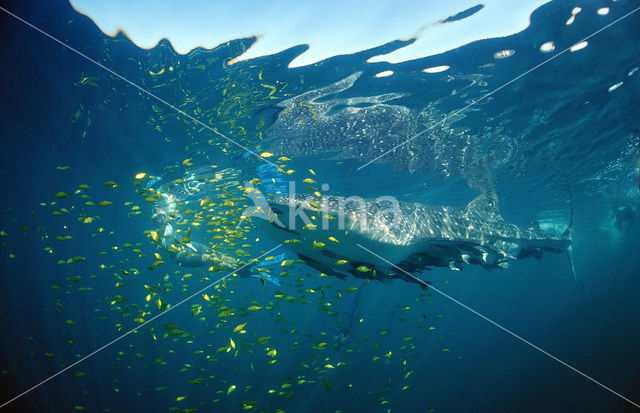 Whale shark (Rhincodon typus)