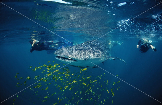 Whale shark (Rhincodon typus)