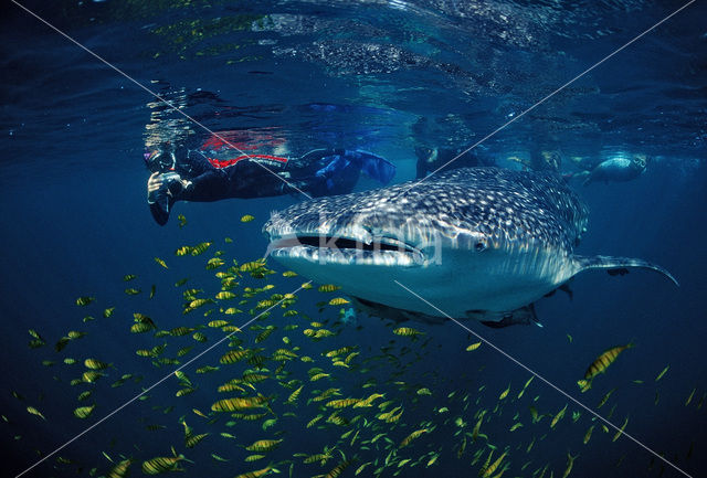 Whale shark (Rhincodon typus)