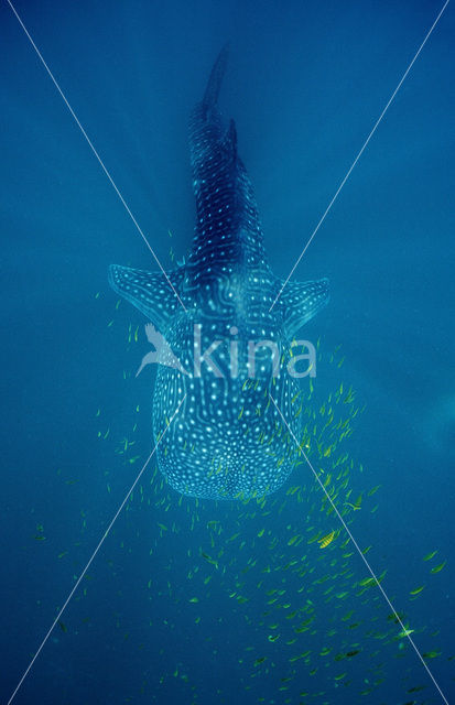 Whale shark (Rhincodon typus)