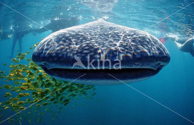 Walvishaai (Rhincodon typus)