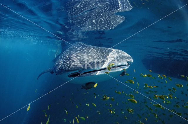 Whale shark (Rhincodon typus)