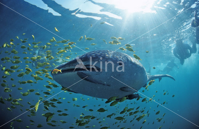 Whale shark (Rhincodon typus)