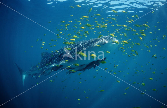 Walvishaai (Rhincodon typus)