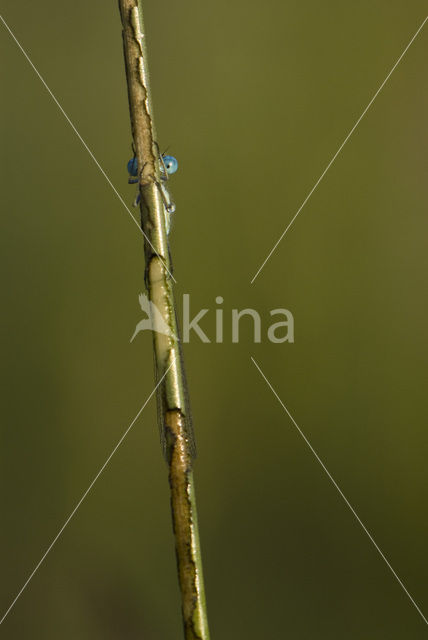 Watersnuffel (Enallagma cyathigerum)