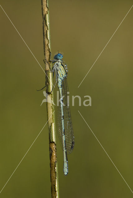 Common Blue Damselfly (Enallagma cyathigerum)