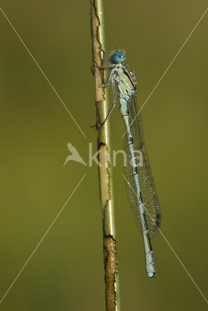 Watersnuffel (Enallagma cyathigerum)