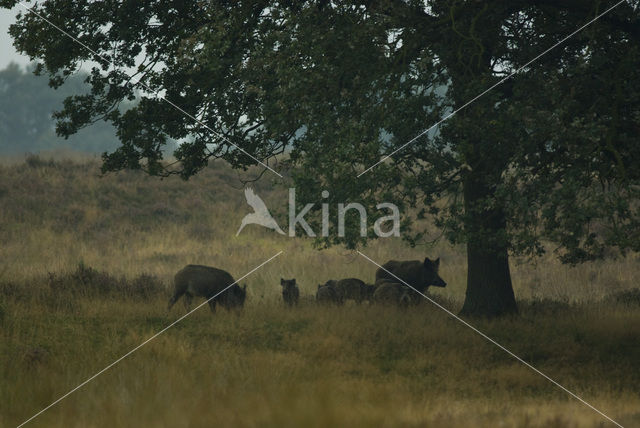 Wild zwijn