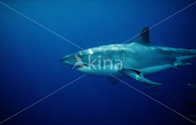 great white shark (Carcharodon carcharias)