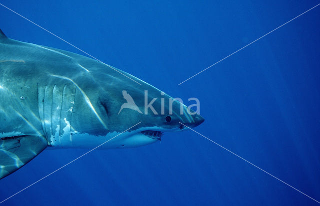 great white shark (Carcharodon carcharias)