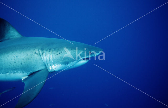 great white shark (Carcharodon carcharias)