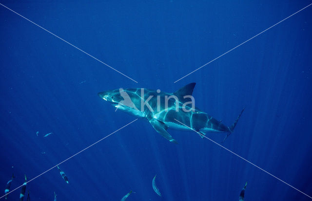 great white shark (Carcharodon carcharias)