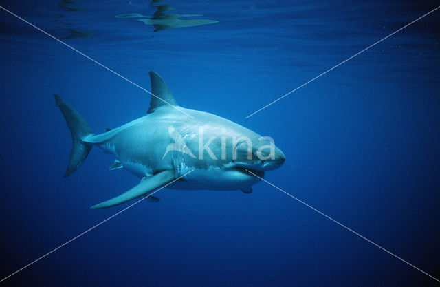 great white shark (Carcharodon carcharias)