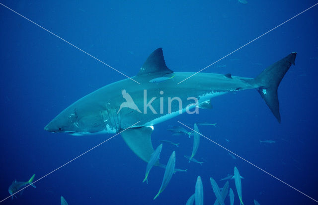 great white shark (Carcharodon carcharias)