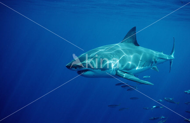 great white shark (Carcharodon carcharias)