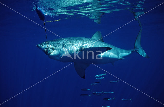 great white shark (Carcharodon carcharias)