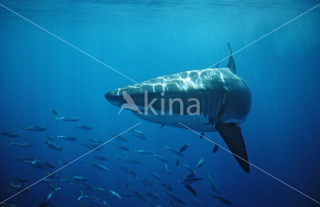 great white shark (Carcharodon carcharias)