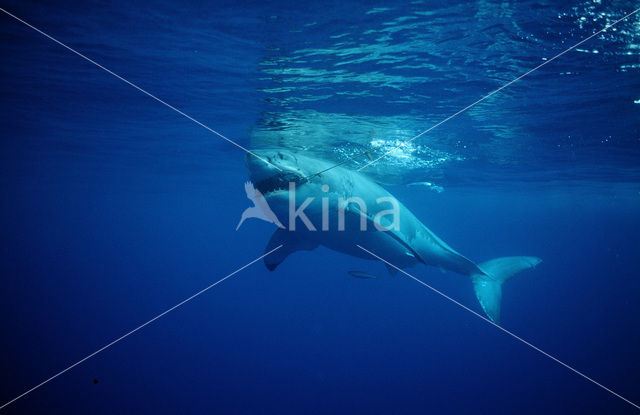 great white shark (Carcharodon carcharias)