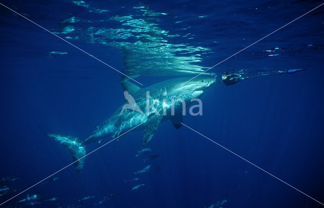 great white shark (Carcharodon carcharias)