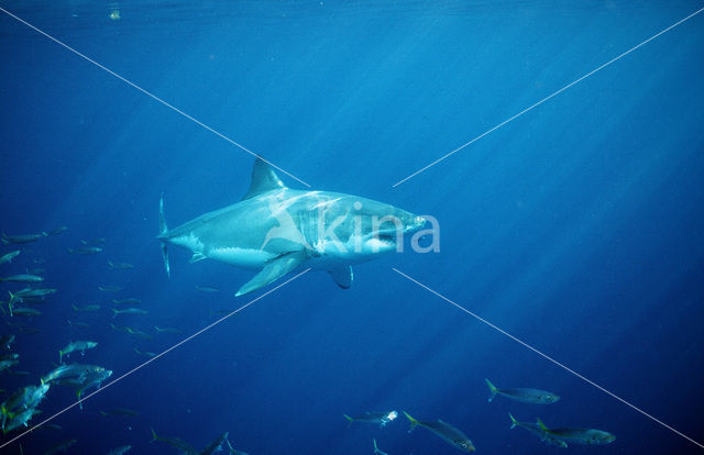 great white shark (Carcharodon carcharias)