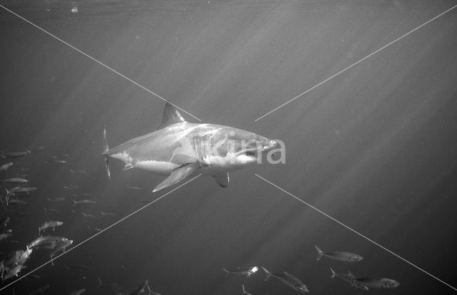 great white shark (Carcharodon carcharias)