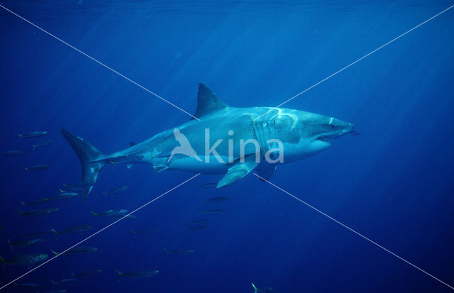 great white shark (Carcharodon carcharias)