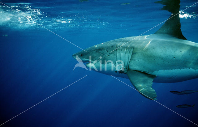 great white shark (Carcharodon carcharias)