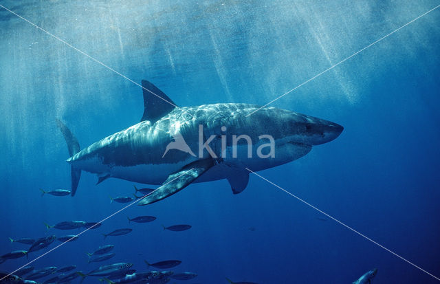 great white shark (Carcharodon carcharias)