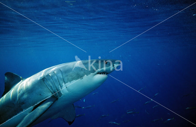 great white shark (Carcharodon carcharias)