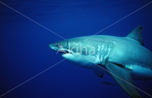 great white shark (Carcharodon carcharias)