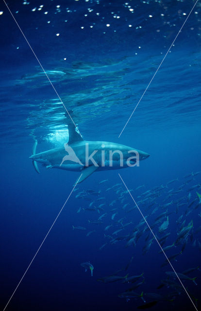 great white shark (Carcharodon carcharias)