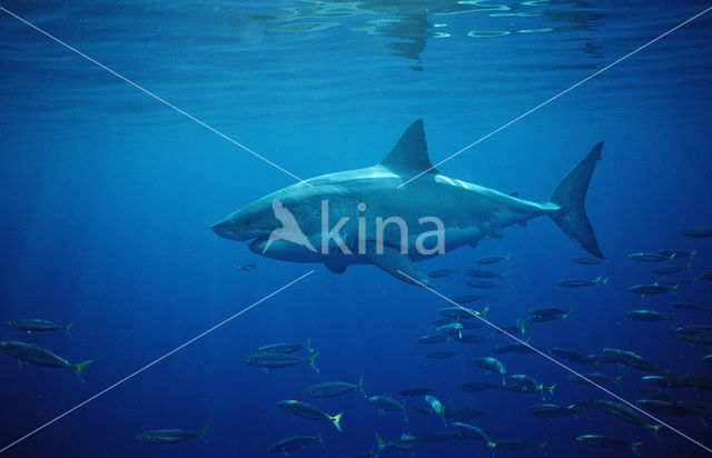 great white shark (Carcharodon carcharias)