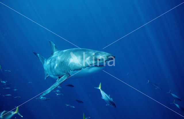 great white shark (Carcharodon carcharias)