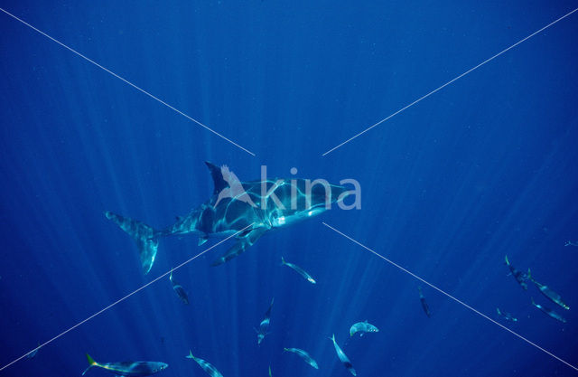 Witte haai
