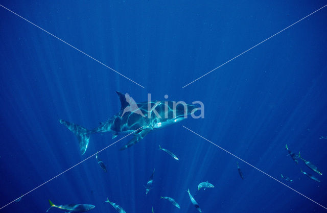 great white shark (Carcharodon carcharias)