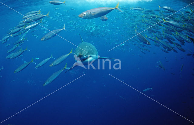 great white shark (Carcharodon carcharias)