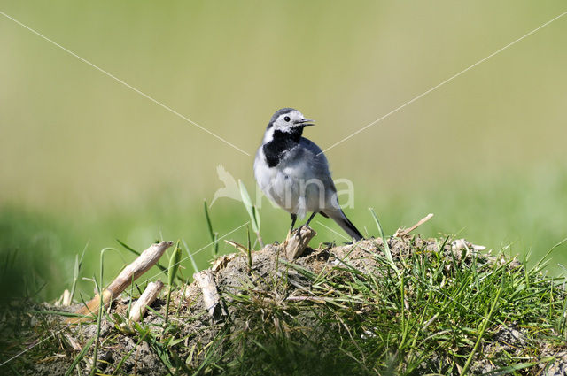 White Wagtail (Motacilla alba)