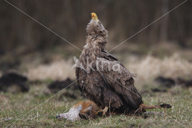 Zeearend (Haliaeetus albicilla)