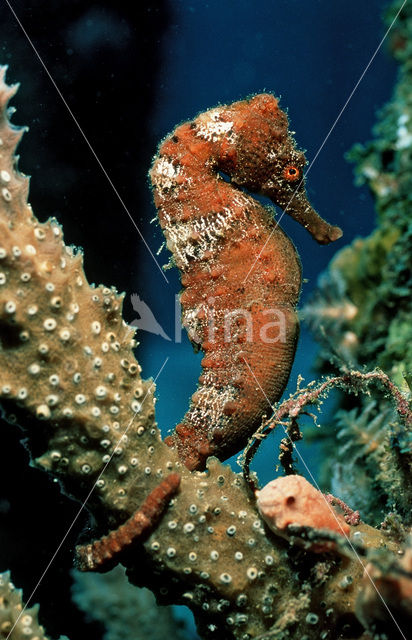 Longsnout seahorse (Hippocampus reidi)