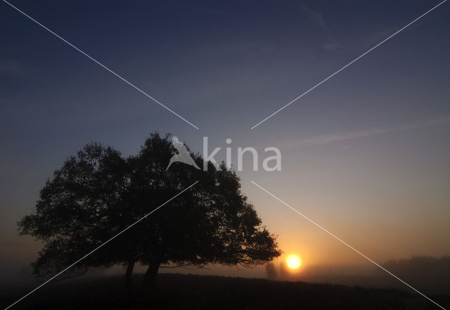 Zomereik (Quercus robur)