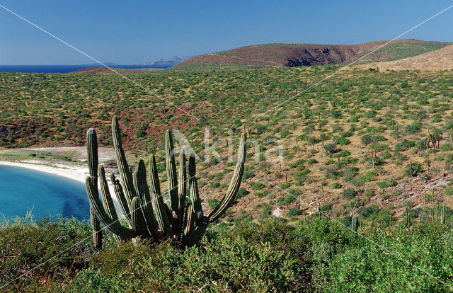 Cardon cactus (Pachycereus pringlei)