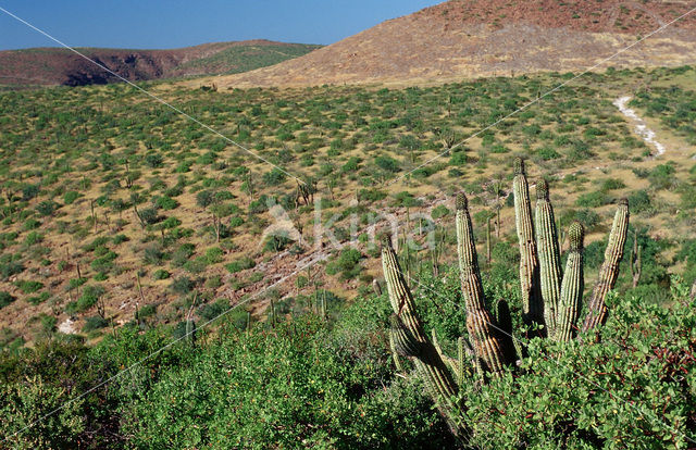 Cardon cactus (Pachycereus pringlei)