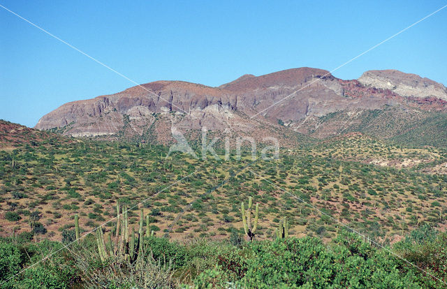 Cardon cactus (Pachycereus pringlei)