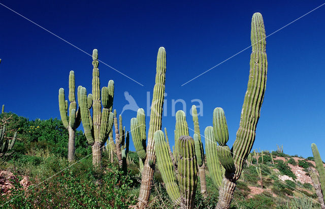 Cardon cactus (Pachycereus pringlei)